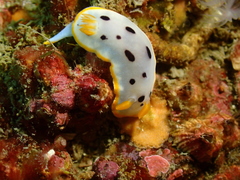 Chromodoris orientalis