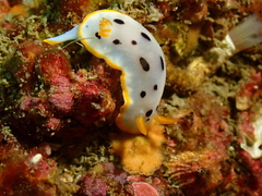 Chromodoris orientalis