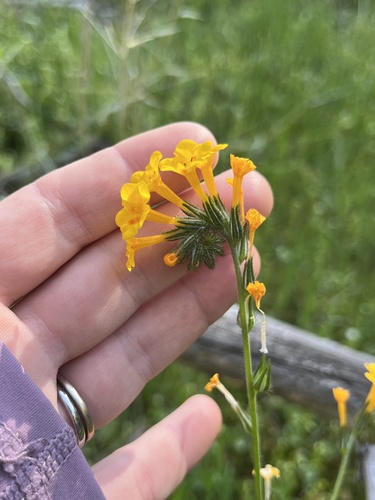 Eastwood's fiddleneck (Amsinckia eastwoodiae)