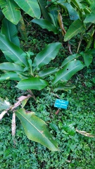 Heliconia schumanniana