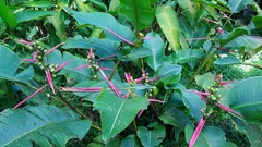 Heliconia aemygdiana