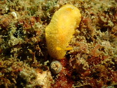 Doriopsilla miniata