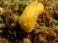 Doriopsilla miniata