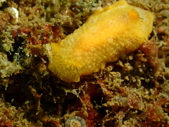 Doriopsilla miniata