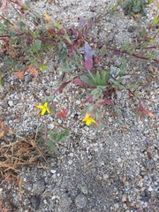 Camissoniopsis hirtella