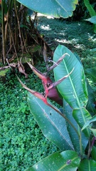 Heliconia metallica