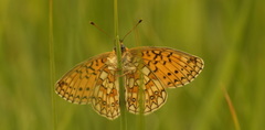 Boloria eunomia