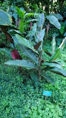 Heliconia metallica