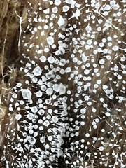 Gloiosphaera clerciana