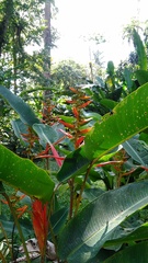 Heliconia lingulata
