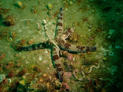 Ophidiaster armatus