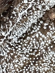 Gloiosphaera clerciana