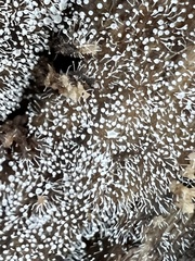 Gloiosphaera clerciana