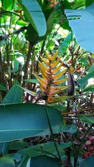 Heliconia librata