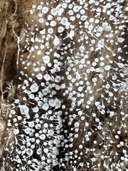 Gloiosphaera clerciana