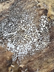 Gloiosphaera clerciana