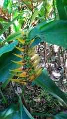 Heliconia librata