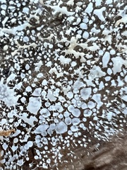 Gloiosphaera clerciana