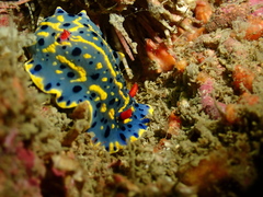 Hypselodoris festiva