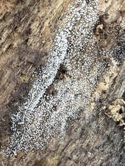 Gloiosphaera clerciana