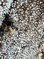 Gloiosphaera clerciana
