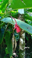 Heliconia × flabellata