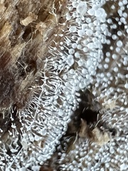 Gloiosphaera clerciana