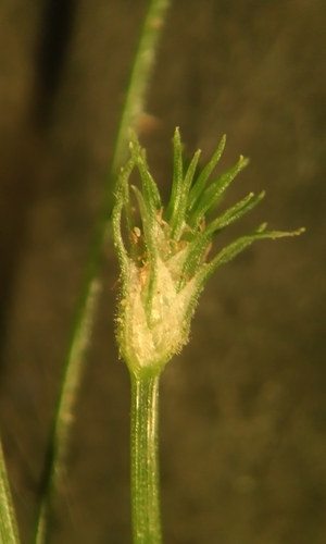 Fimbristylis squarrosa