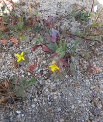 Camissoniopsis hirtella