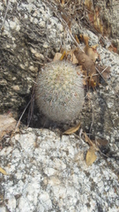 Mammillaria phitauiana
