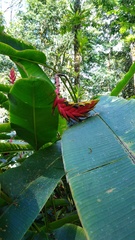 Heliconia × flabellata