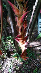 Heliconia regalis