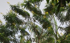 Pteroglossus viridis