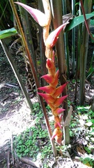 Heliconia regalis