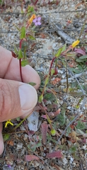 Camissoniopsis hirtella