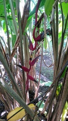 Heliconia mutisiana