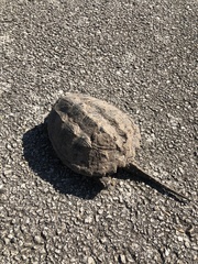 Chelydra serpentina