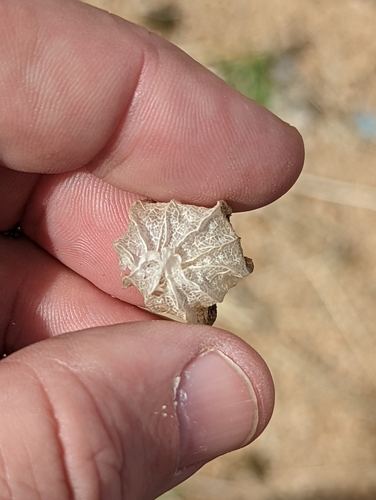 Image of Physalis hederifolia by (c) Tom and T Herman, some rights reserved (CC BY)