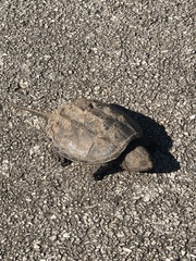 Chelydra serpentina