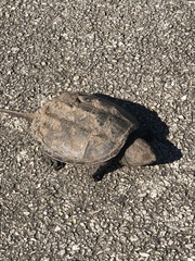 Chelydra serpentina