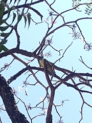 Megarynchus pitangua