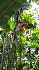 Heliconia longa