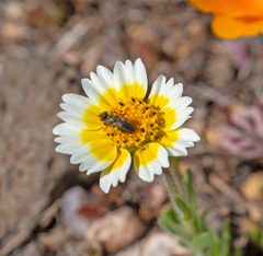 Tetropismenus hirtus