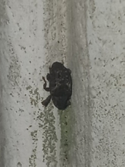 Apteromechus ferratus