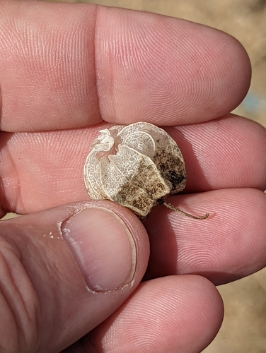 Image of Physalis hederifolia by (c) Tom and T Herman, some rights reserved (CC BY)