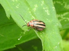 Disonycha punctigera