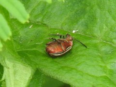 Disonycha punctigera