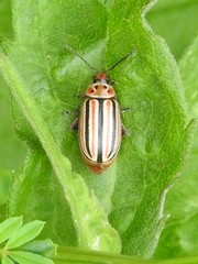 Disonycha punctigera