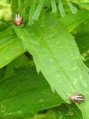 Disonycha punctigera