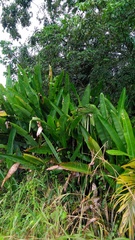Heliconia marginata